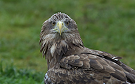 01 White-tailed eagle (Haliaeetus albicilla)